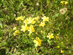 Linum flavum