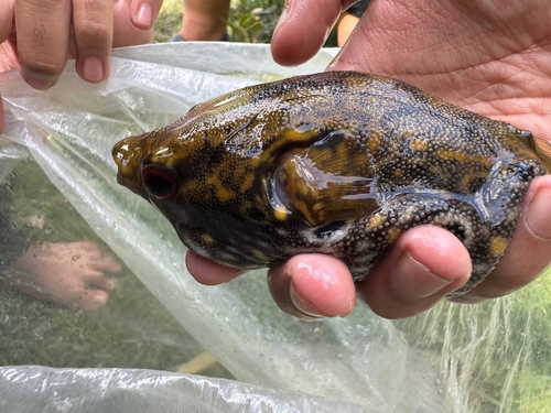 Humpback puffer (Pao palembangensis) — Tetraodontidae — 2