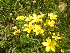 Linum flavum