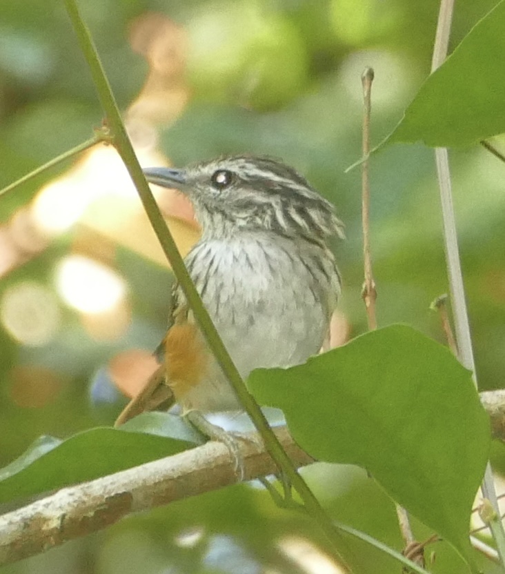 Guianan Warbling Antbird (Hypocnemis cantator), photo 5