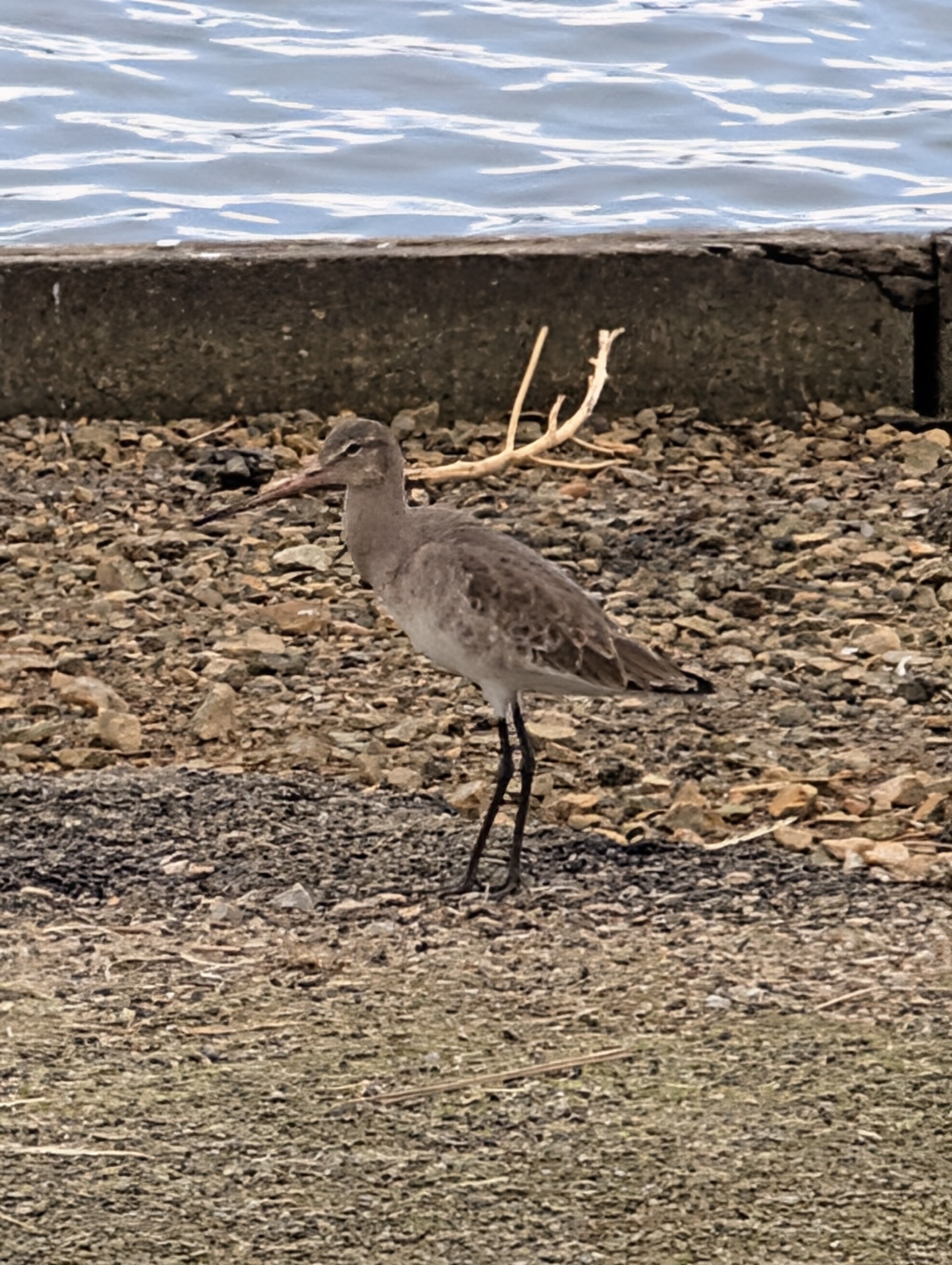 Black-tailed Godwit (Limosa limosa), photo 8