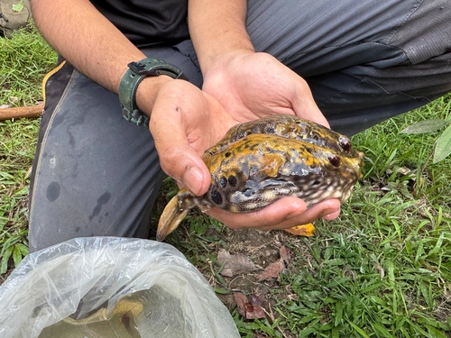 Humpback puffer (Pao palembangensis) — Tetraodontidae — 4