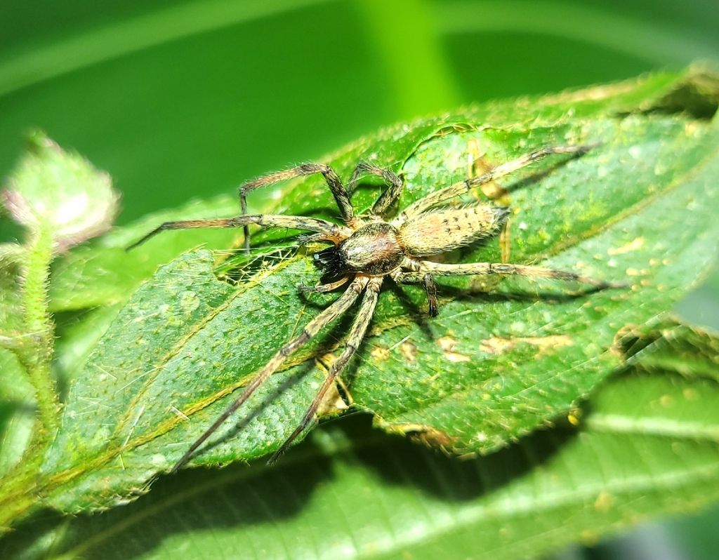 Anyphaenoides clavipes