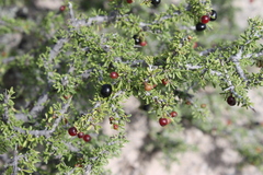 Condalia ericoides