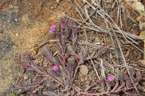 Portulaca pilosa observed 2025-12-30