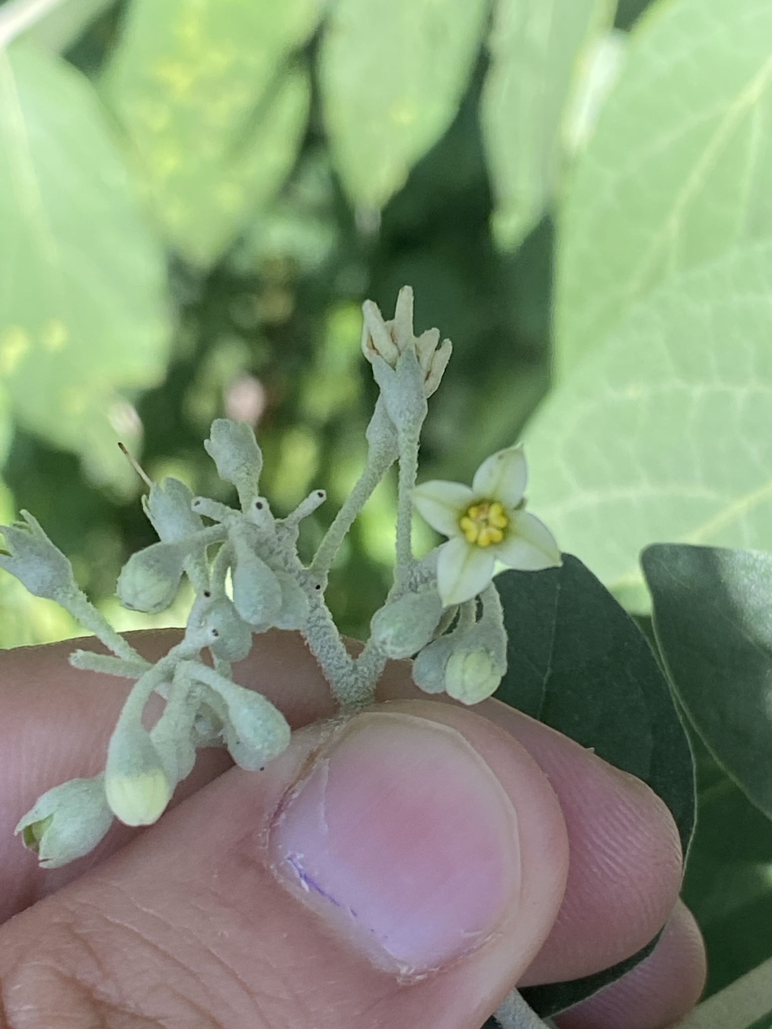 Imagem de Solanum schlechtendalianum