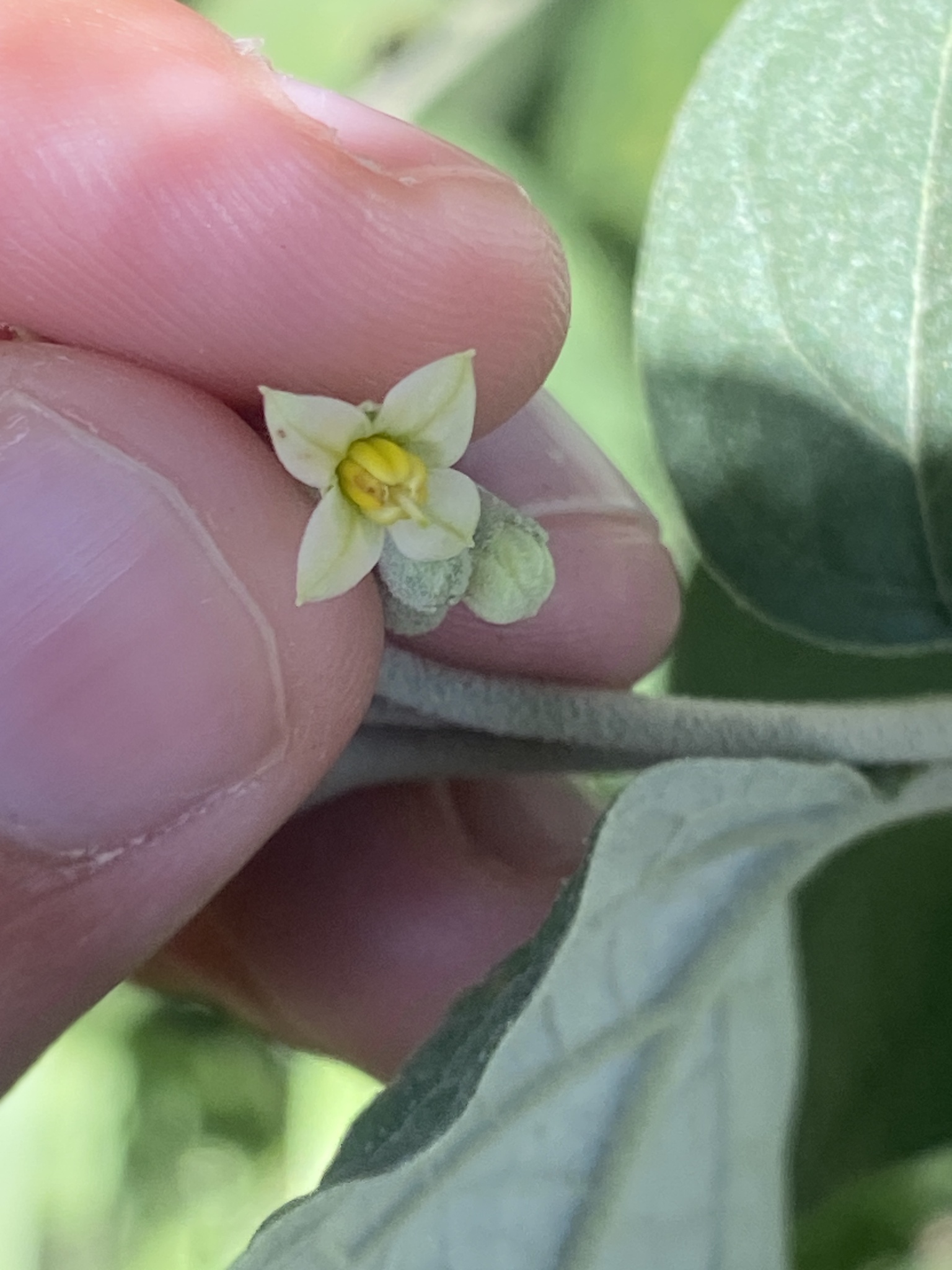 Imagem de Solanum schlechtendalianum