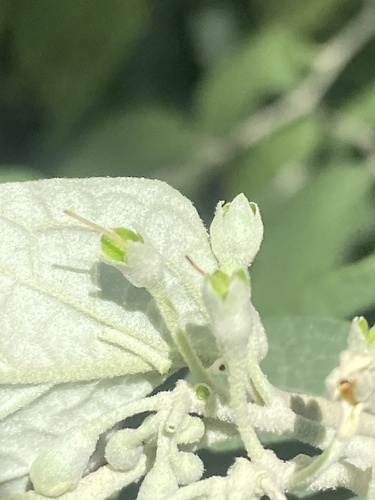 Foto de Solanum schlechtendalianum