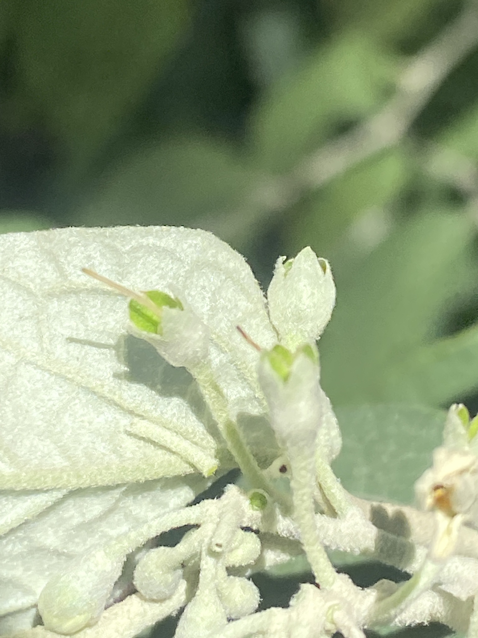 Imagem de Solanum schlechtendalianum