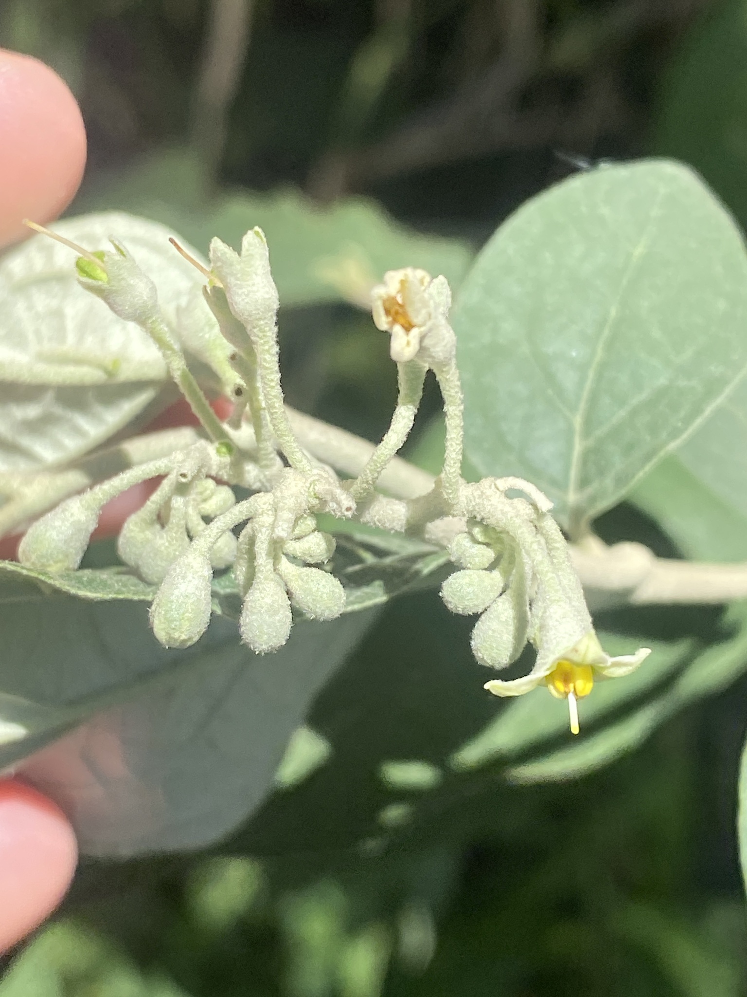 Imagem de Solanum schlechtendalianum