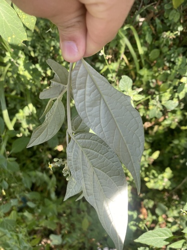 Foto de Solanum schlechtendalianum