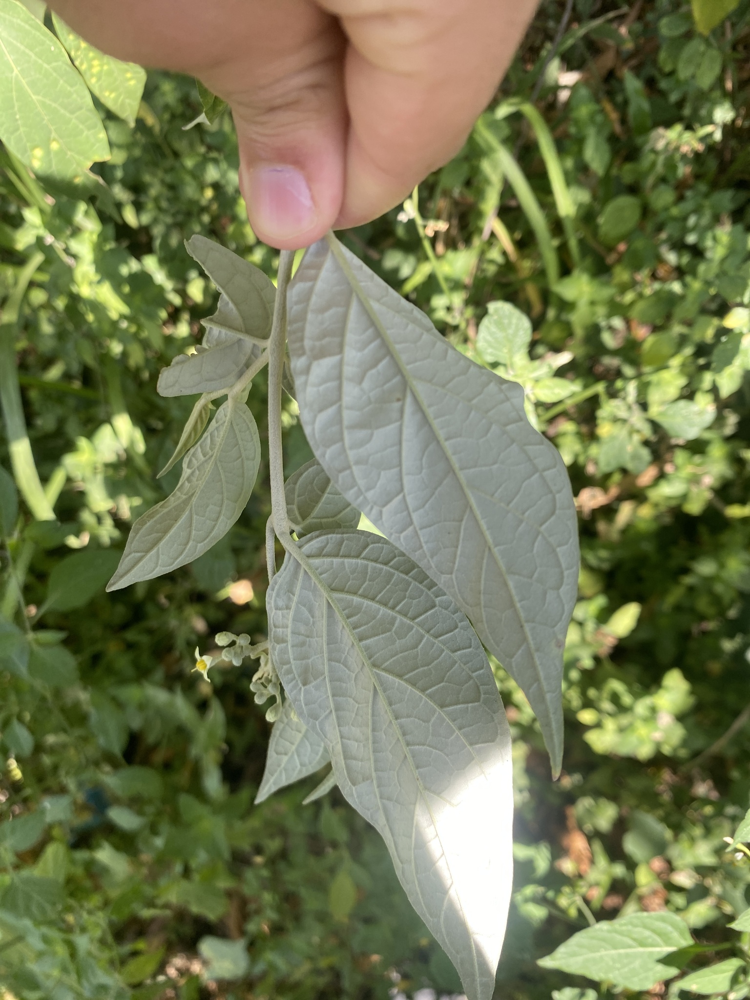 Imagem de Solanum schlechtendalianum