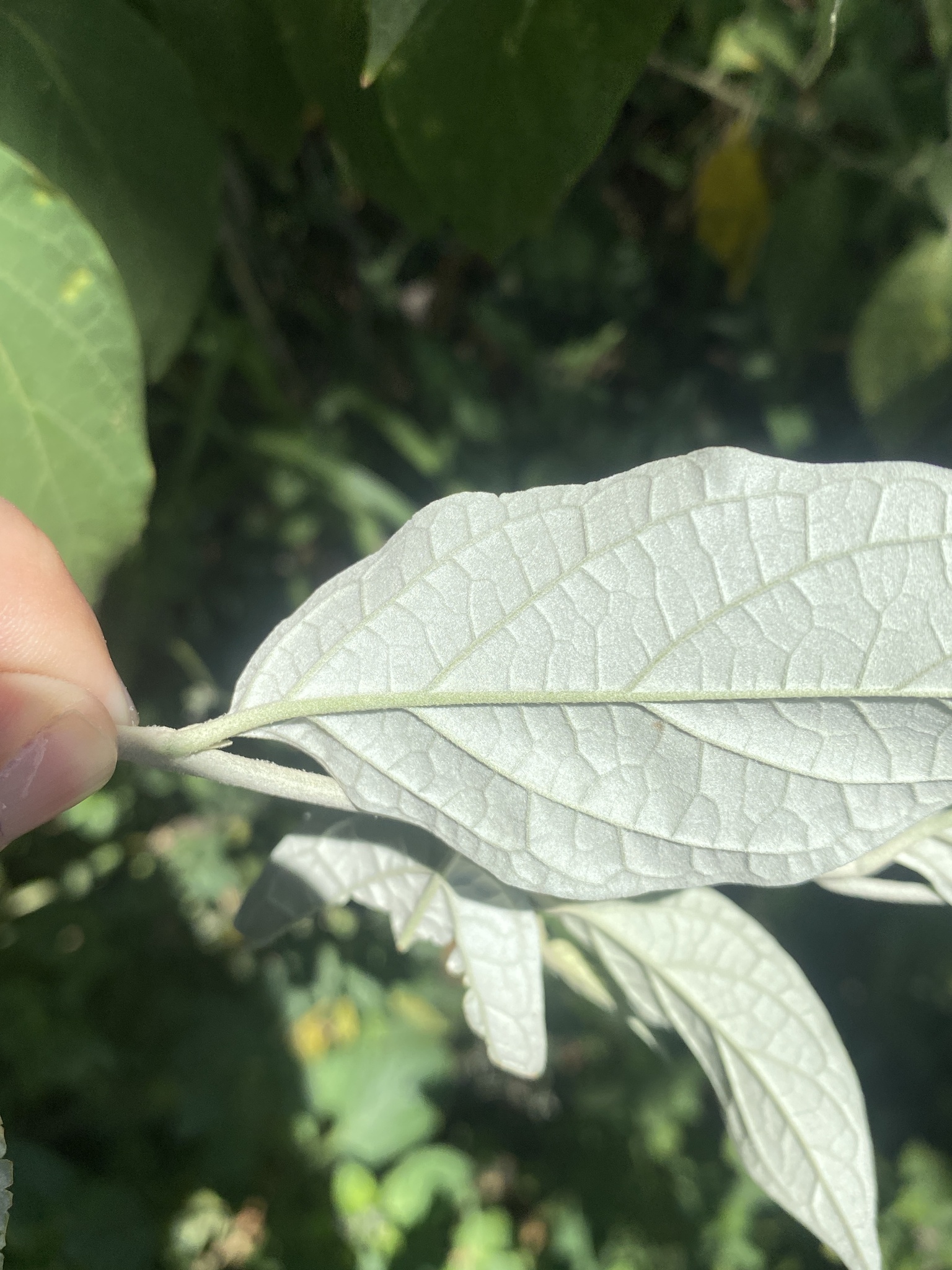 Imagem de Solanum schlechtendalianum