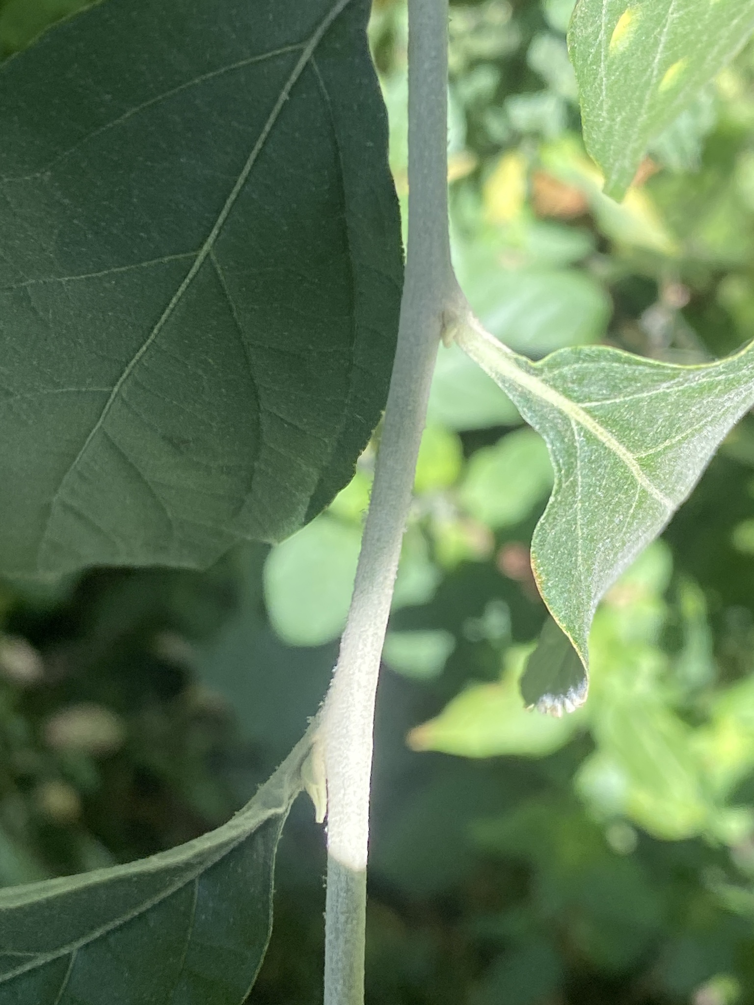 Imagem de Solanum schlechtendalianum