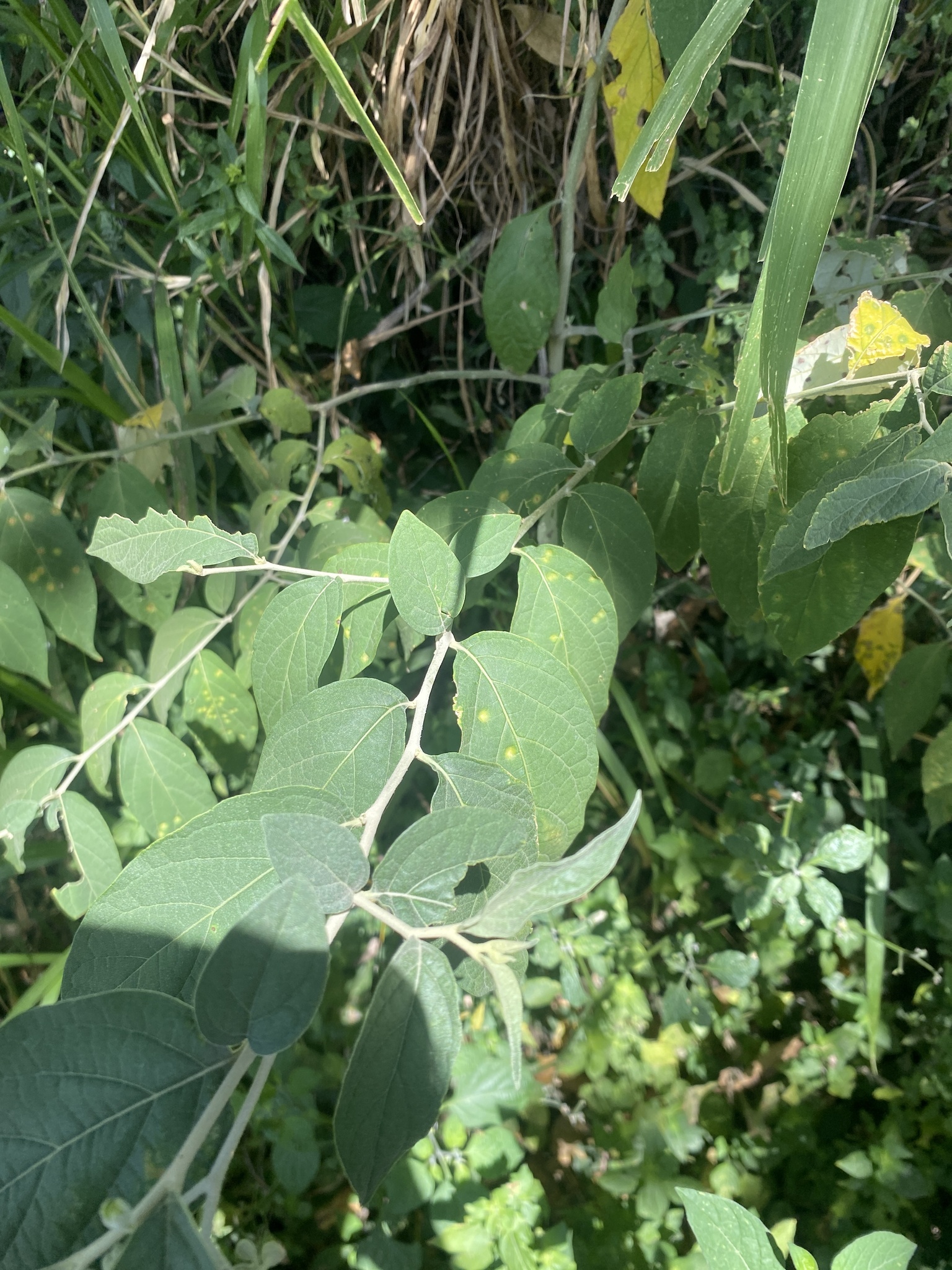 Imagem de Solanum schlechtendalianum