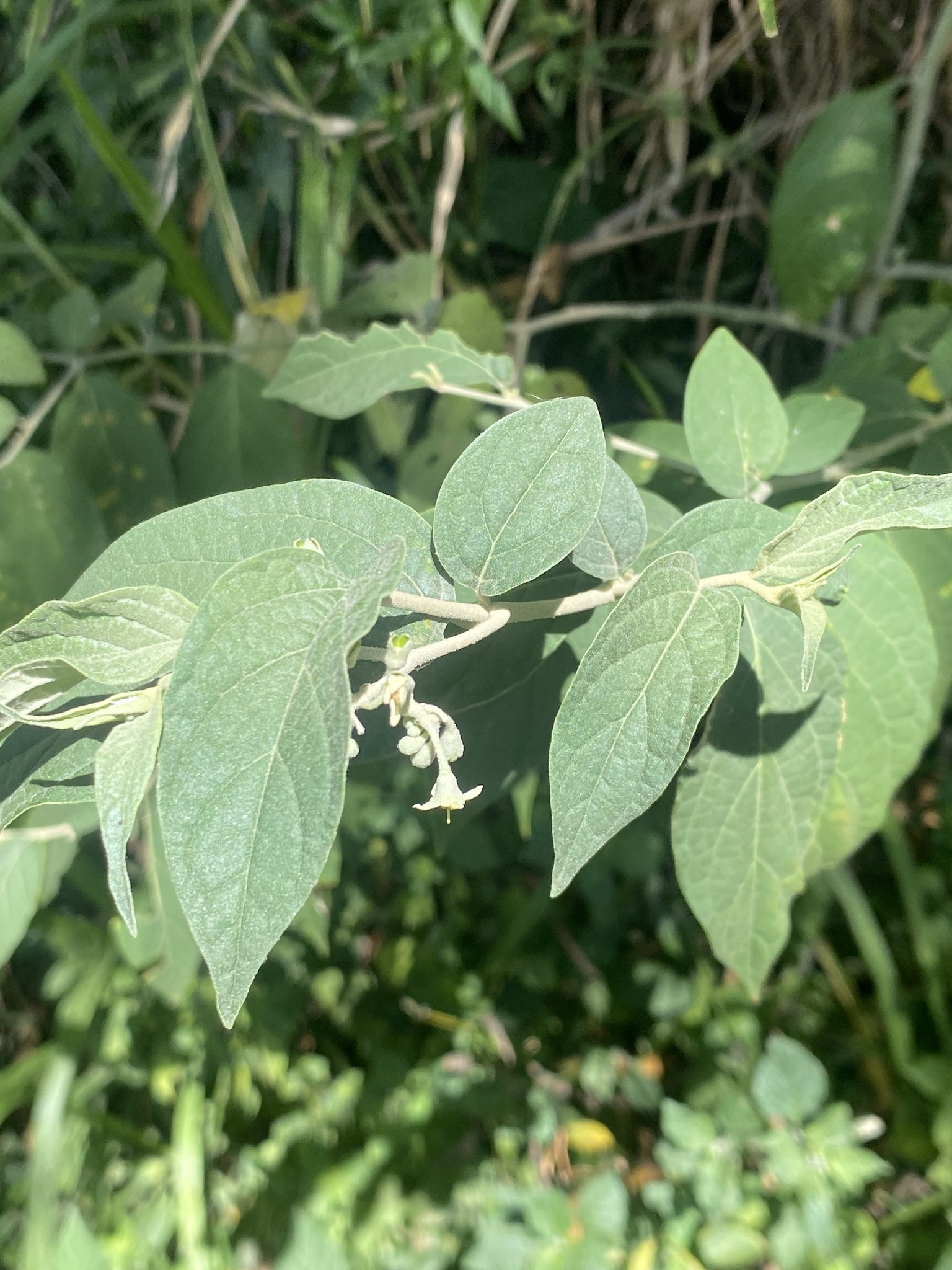 Imagem de Solanum schlechtendalianum