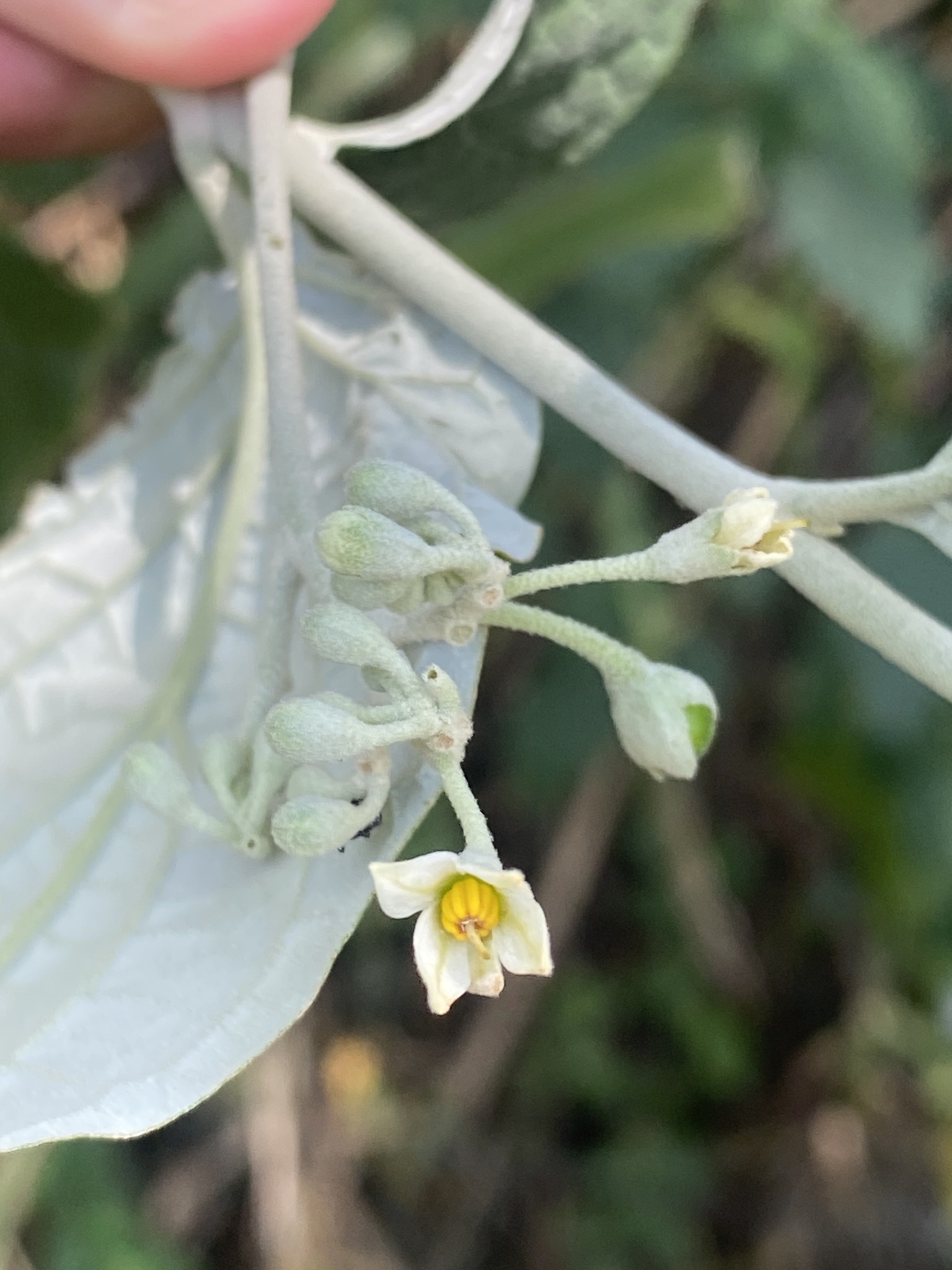 Imagem de Solanum schlechtendalianum