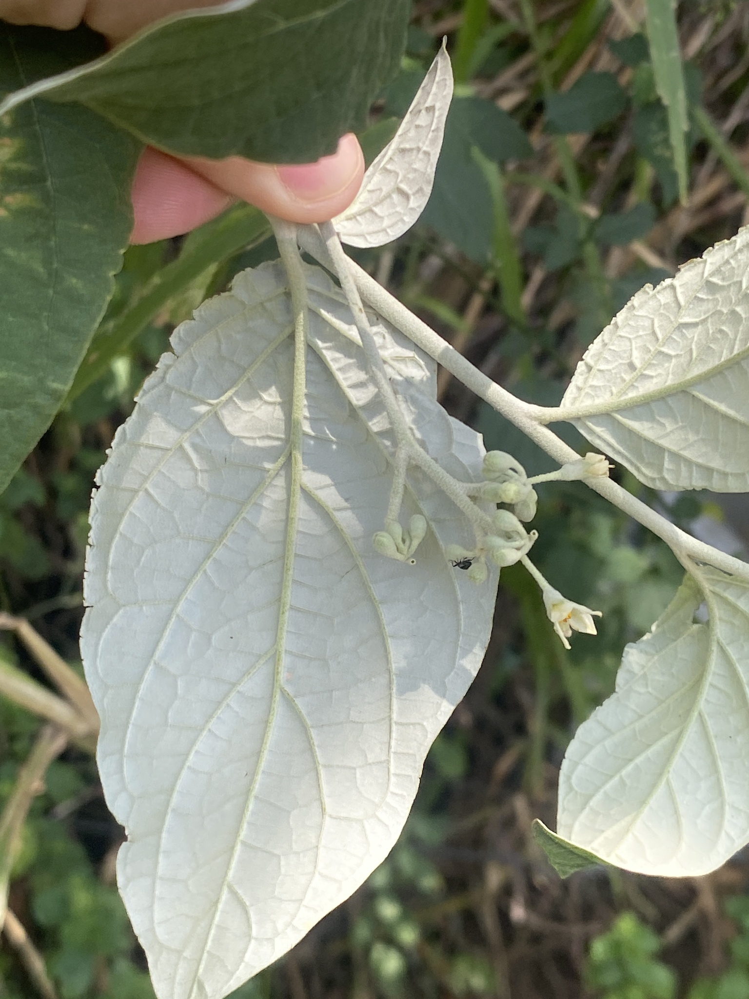Imagem de Solanum schlechtendalianum