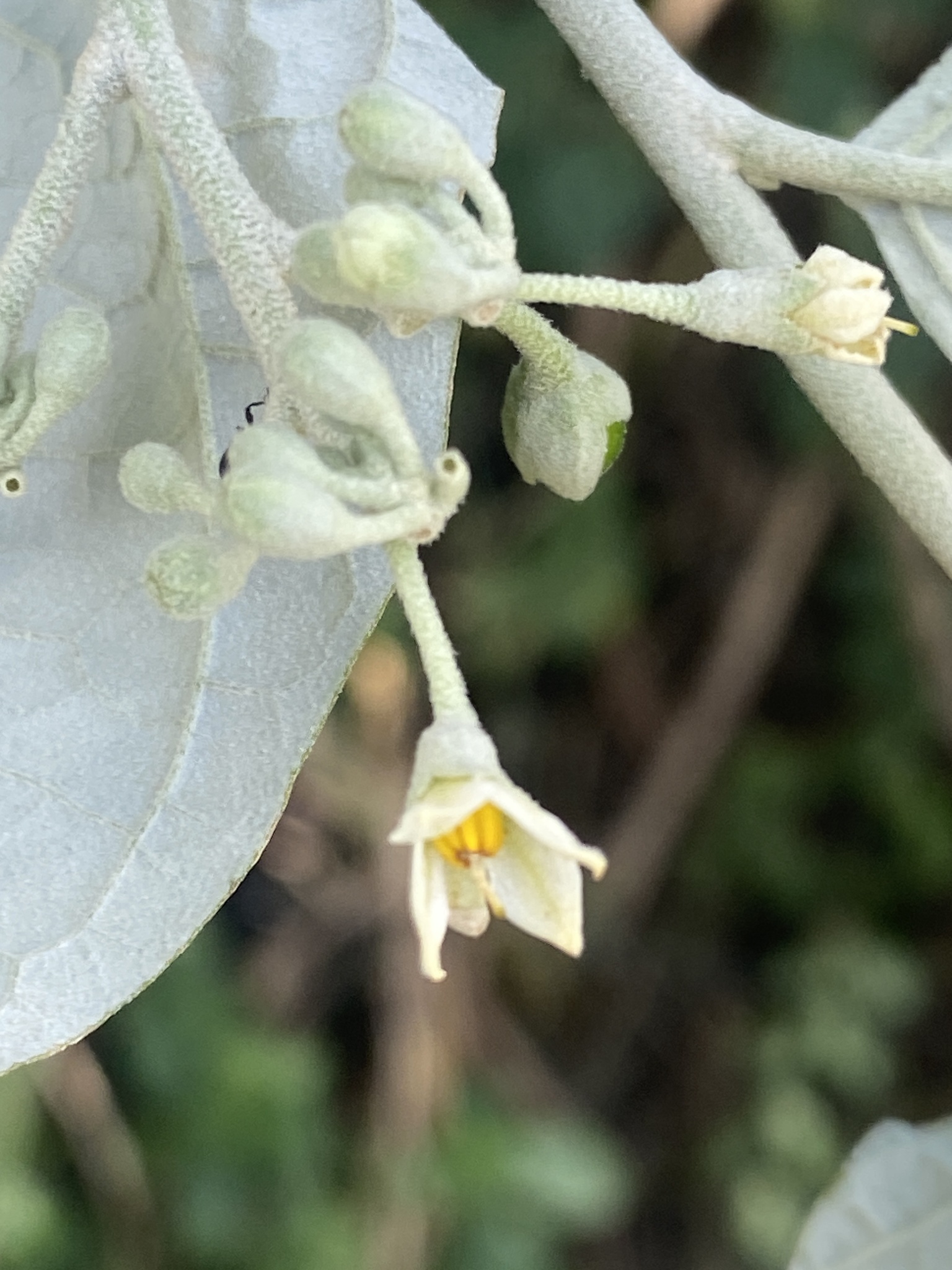 Imagem de Solanum schlechtendalianum