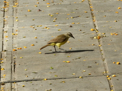 Machetornis rixosa