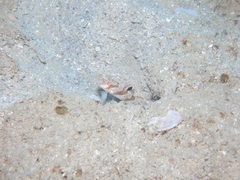 Tiny Shrimpgoby photo 2