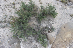 Condalia ericoides