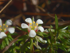 Pyxidanthera barbulata