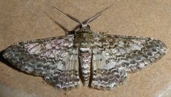 Cleora contiguata