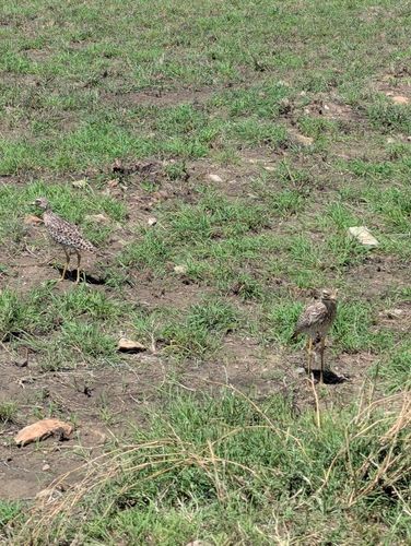 Spotted Thick-knee (Burhinus capensis), photo 4