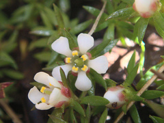 Pyxidanthera barbulata