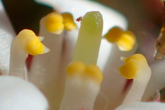 Pyxidanthera barbulata