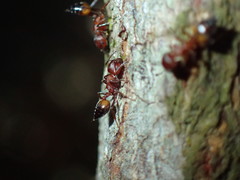 Crematogaster castanea castanea