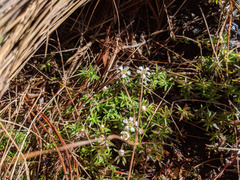 Pyxidanthera barbulata