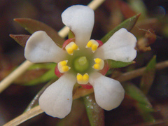 Pyxidanthera barbulata