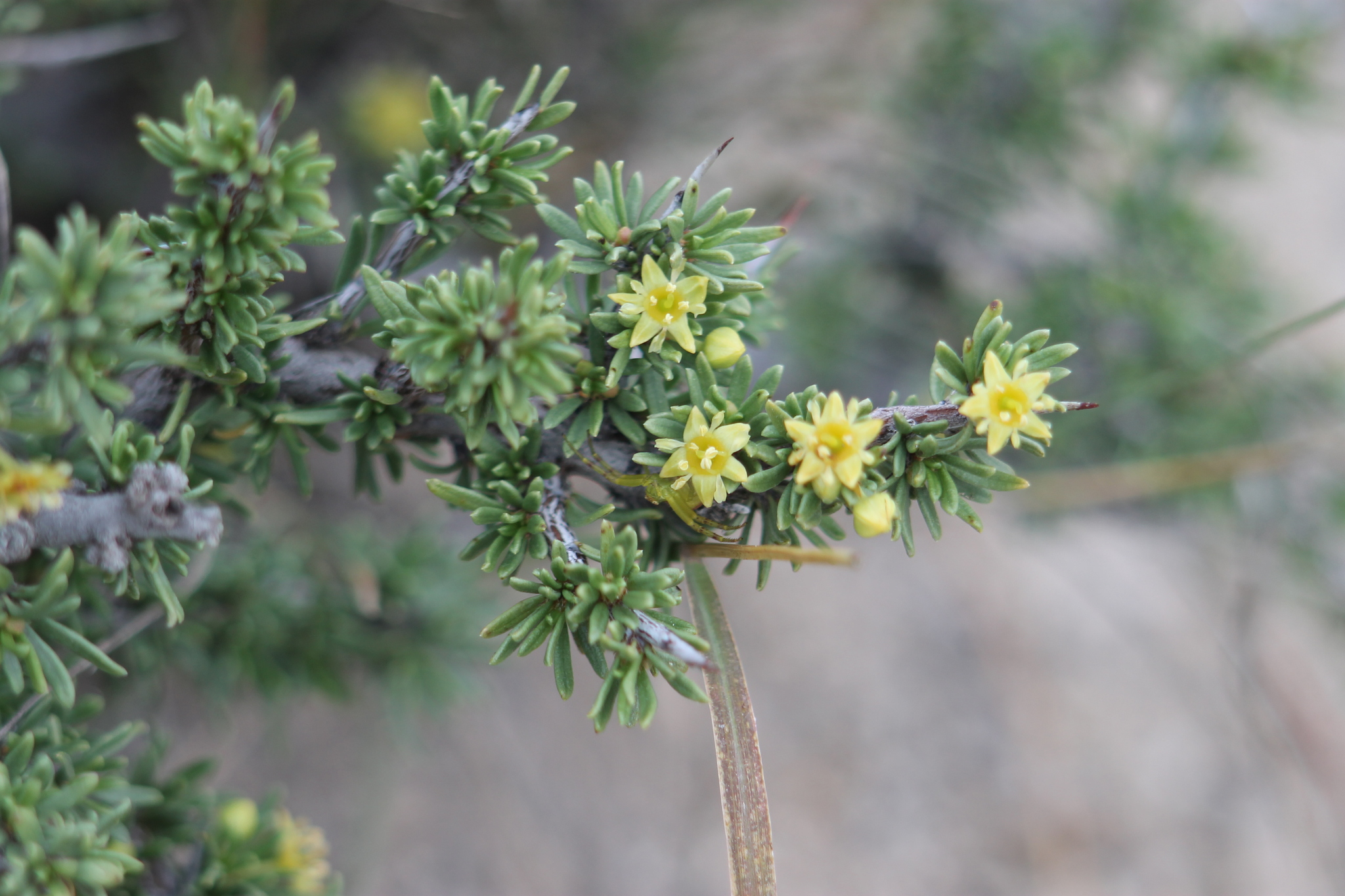 Condalia ericoides
