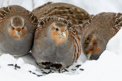 Gray Partridge, photo 10 of 10