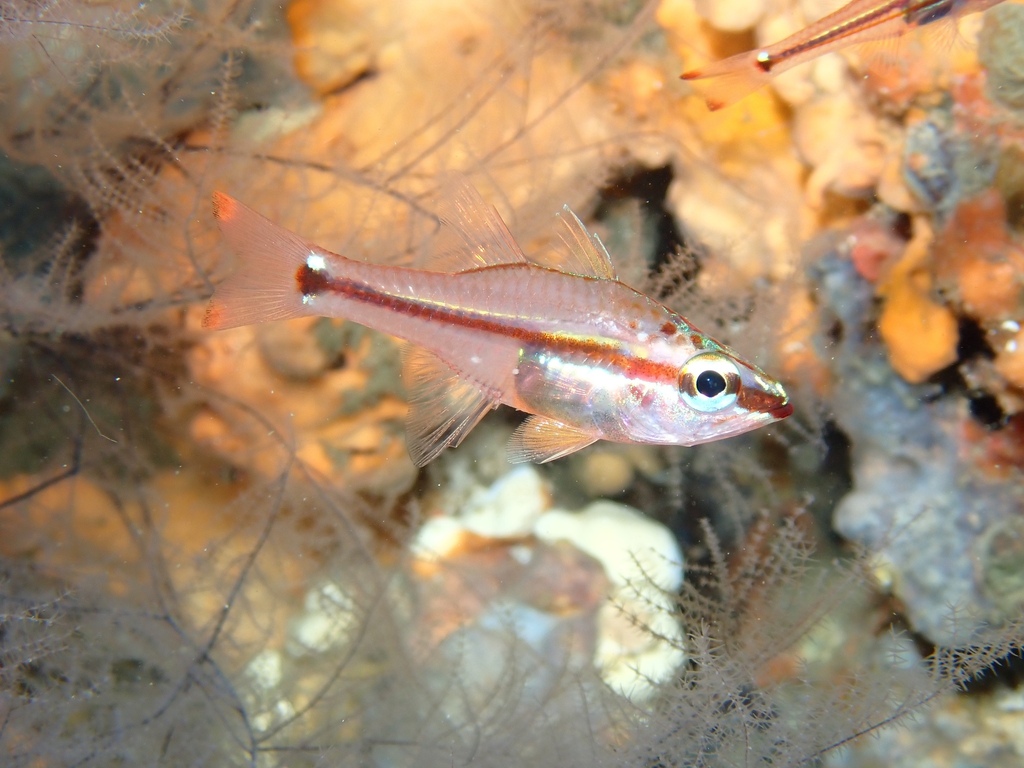 Redfin cardinalfish (Ostorhinchus dispar) — Apogonidae