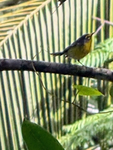 St. Lucia Warbler (Setophaga delicata), photo 7
