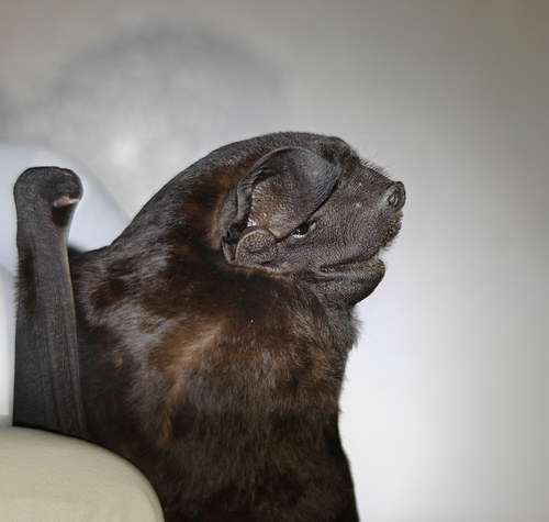 Northern Black Mastiff Bat