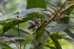 Phlogophilus hemileucurus