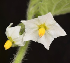 Solanum sarrachoides