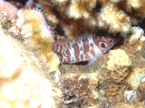 Amblycirrhitus bimacula observed 2025-12-24