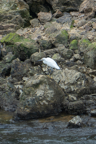 Little Egret