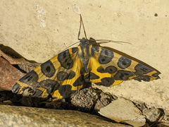 Pantherodes pardalaria