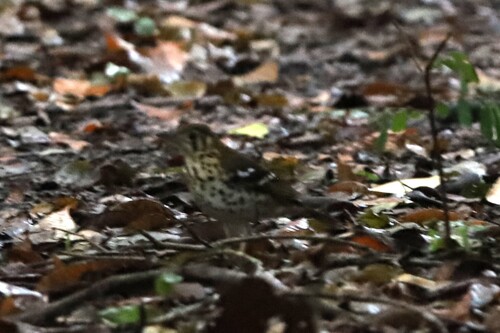 Spotted Ground Thrush (Geokichla guttata), photo 8