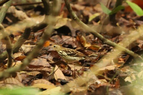 Sokoke Pipit (Anthus sokokensis), photo 2