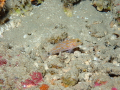 Orange-Spotted Goby photo 3