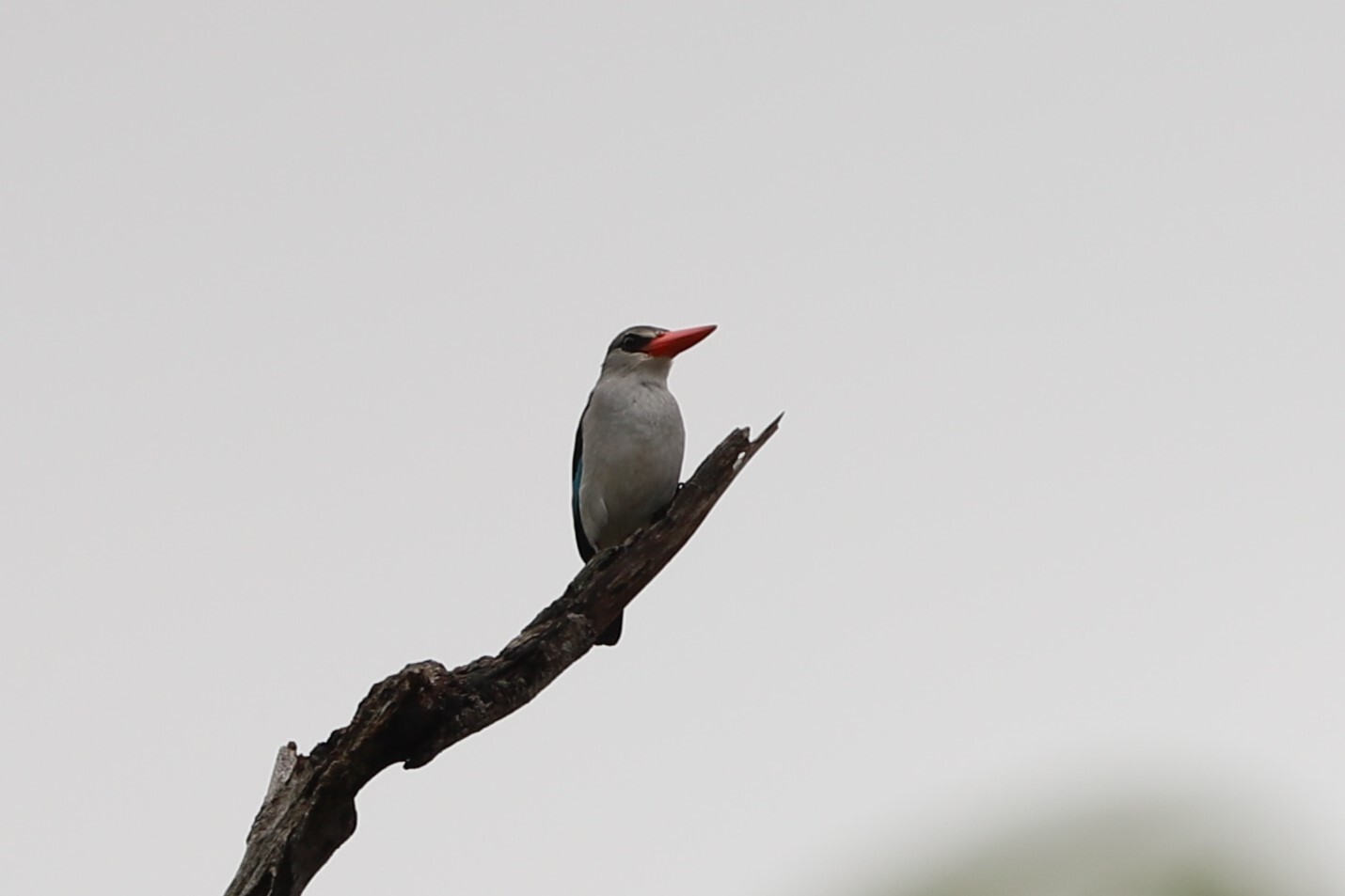 Mangrove Kingfisher (Halcyon senegaloides), photo 6