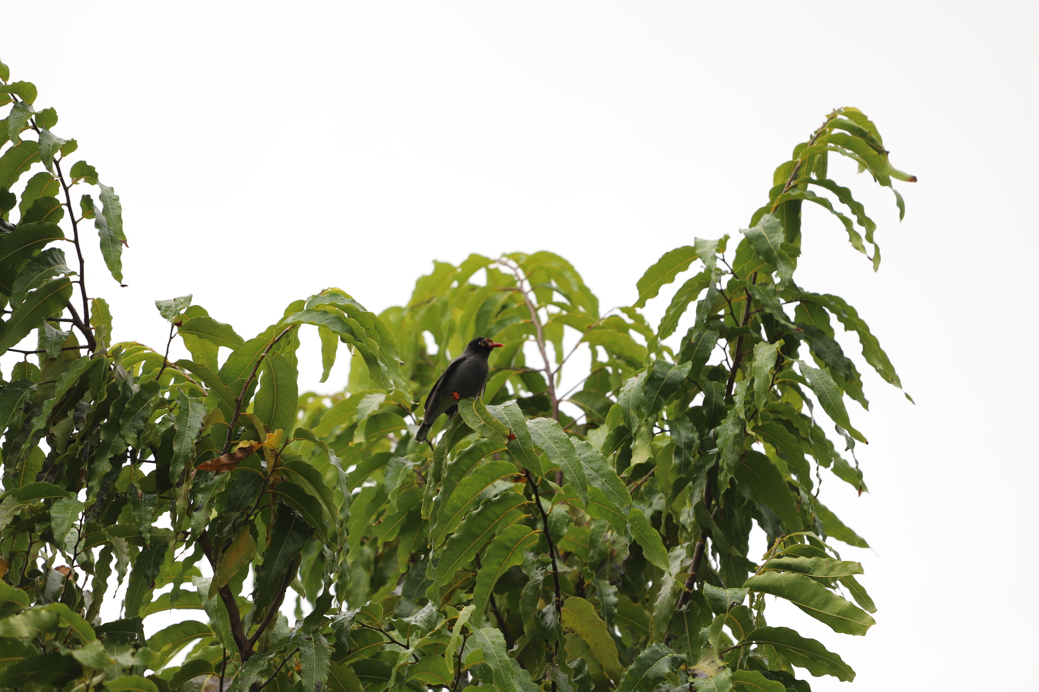 Chestnut-fronted Helmetshrike (Prionops scopifrons), photo 6
