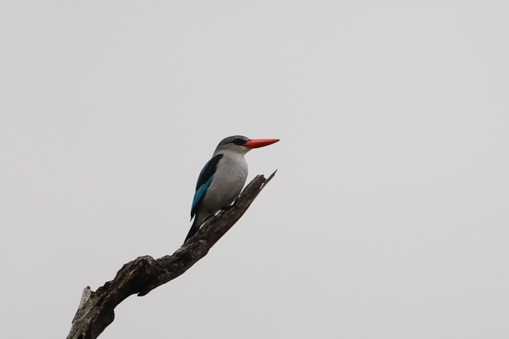 Mangrove Kingfisher (Halcyon senegaloides), photo 7